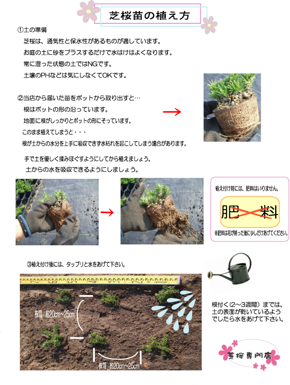 芝桜についての質問